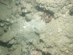 sea-floor photo