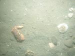 sea-floor photo