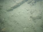 sea-floor photo