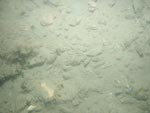 sea-floor photo