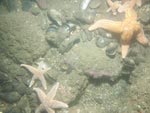 sea-floor photo