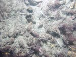 sea-floor photo