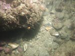 sea-floor photo