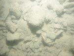 sea-floor photo