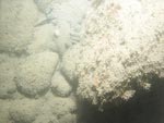 sea-floor photo