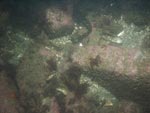 sea-floor photo