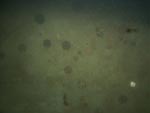 sea-floor photo