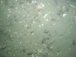 sea-floor photo