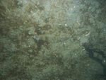 sea-floor photo