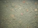 sea-floor photo