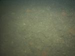 sea-floor photo