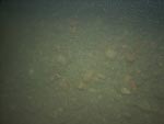 sea-floor photo