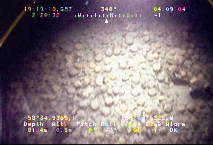 Image D. Living scallops on sand-cobble substrate observed in seafloor video collected south-east of Willoughby Island (location not shown).