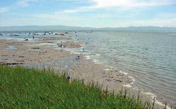 photo of marsh grass, bay muds, the Bay, and the hills beyond.  A row of small maker flags extends out into the water