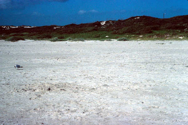 High, continuous, and densely vegetated dunes.