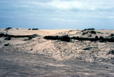 Low, discontinuous, and sparsely vegetated dunes.