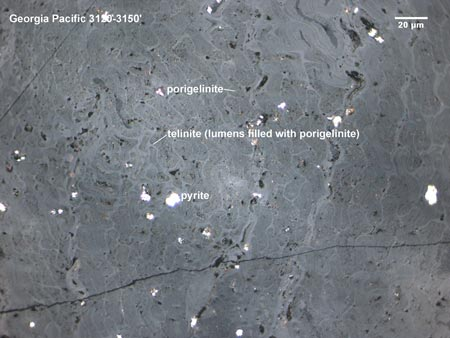 Oxidized vitrinite from the Georgia Pacific No. 1 well