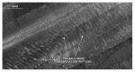 Figure 27.  Detailed planar view of the sidescan sonar mosaic from north of Nashawena Island. 