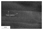 Figure 39. Detailed planar view of trawl marks north of Pasque Island from the sidescan sonar mosaic produced during NOAA survey H11076. 