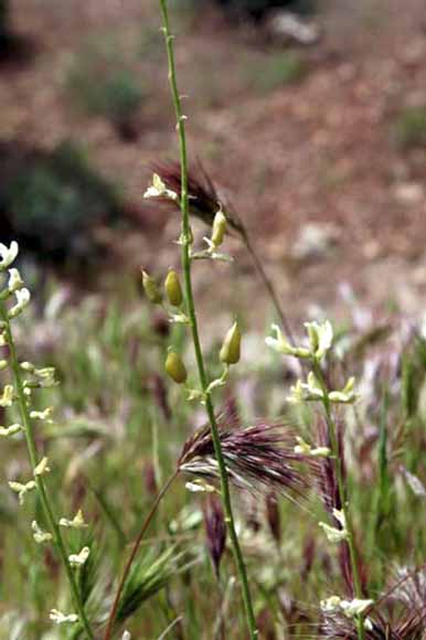 photo of pod-bearing herbaceous plant