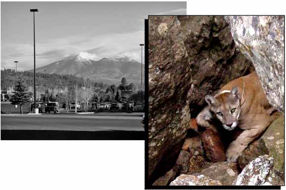 pair of photos:  one from in town looking into the hills and the other of a mountain lion peeking out from behind some rocks looking right into the lens