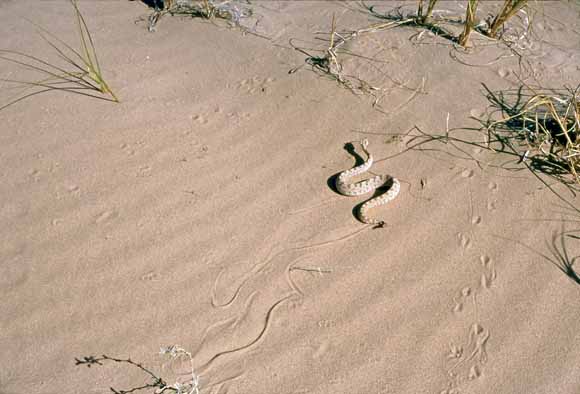 Photo looking down on a rattlesnake moving sideways across the sand.