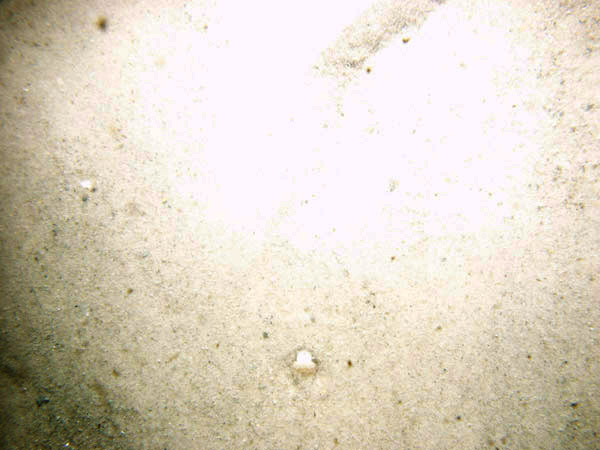 Images of bottom photo.