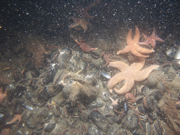 Images of bottom photo.