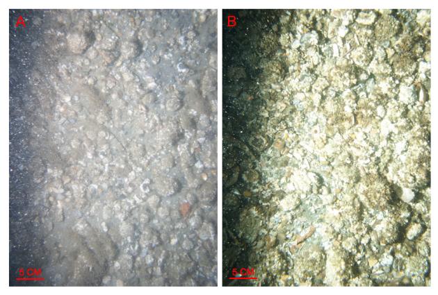Figure 39.  Bottom photographs showing gravel that armors the sea floor in areas characterized by sedimentary environments of erosion or nondeposition and the presence of exposed glacial drift. 