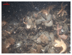 Figure 38.  Bouldery sea floor in the scour depression adjacent to the southeastern tip of Great Round Shoal.  