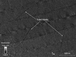Figure 18. Detailed view of sidescan-sonar imagery showing long lines of low backscatter interpreted to be trawl marks from fishing boats. 