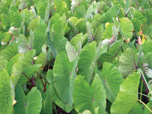 Closeup photo of taro plants.  The field of view is solid lush green leaves with purple veins and stems