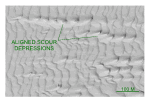 Figure 34. Detailed planar view of multibeam bathymetry from survey H11252 showing the aligned isolated depressions that form in troughs of adjacent sand waves.