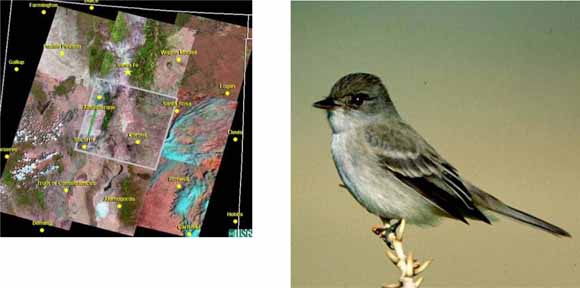 mosaic of satellite images on the left.  Photo of little gray bird on the right