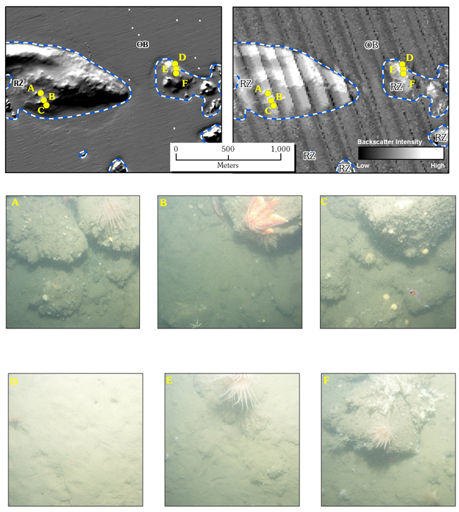 Figure 4.6.Maps sshowing bathymetry (upper left) and acoustic-backscatter intensity (upper right) in the northeastern part of the survey area.  Parallel stripes that trend NW-SE in the backscatter data are artifacts of data collection.  Isolated Rocky Zones (RZ) are surrounded by the uniformly flat, muddy seafloor of the Outer Basin (OB).  Bottom photographs A-F are indicated by yellow circles.  The distance across the bottom of the photographs is approximately 50 cm. See Figure 4.1 for location.
