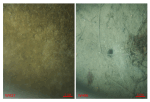 Figure 38. Bottom photographs from stations WH27 (left) and WH56 (right) showing the muddy sediment, organic mats, and burrows that are prevalent in areas characterized by sedimentary environments of long-term deposition. Station locations are shown in figure 12. 
