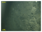 Figure 53. Bottom photograph from station WH61 showing the steep scarplet along the edge of Parker Flats. Bathymetry deepens toward the left; station location is shown in figure 12. 
