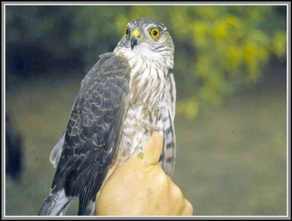 photograph of a grayish-colored  raptor perched on a person's hand
