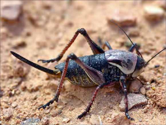 photo of female Mormon cricket