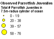 Scaridae (Parrotfish) - Juveniles legend