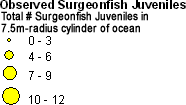 Acanthuridae (Surgeonfish) - Juveniles legend