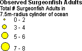 Acanthuridae (Surgeonfish) - Adults Abundance legend