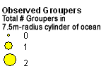 Serranidae (Groupers) legend