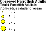 Scaridae (Parrotfish) - Adults legend