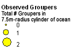 Serranidae (Groupers) legend