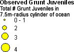 Haemulidae (Grunts) - Juveniles legend