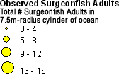 Acanthuridae (Surgeonfish) - Adults legend