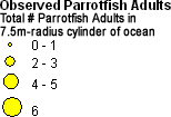 Scaridae (Parrotfish) - Adults legend