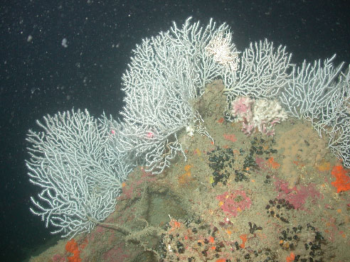 photograph of deep water coral
