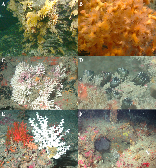 Figure 1, six photographic examples of cold-water coral habitats, and link to larger image.